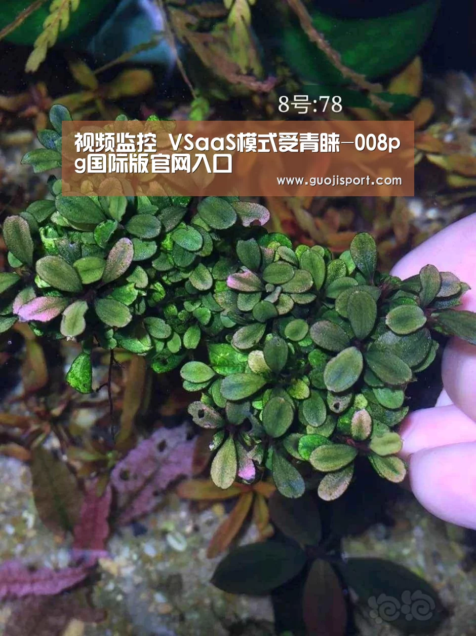008pg国际版官网入口